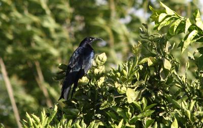 Male grackle