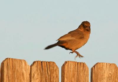 The Dancing  Towhee - Lord of the Dance