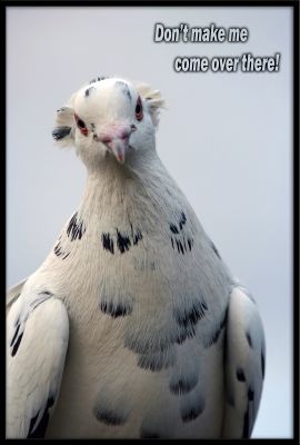 Fancy pigeon with attitude