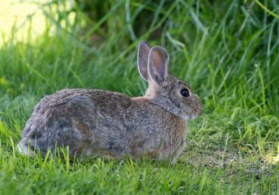 Cottontail Rabbit