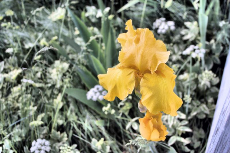 yellow gladiola