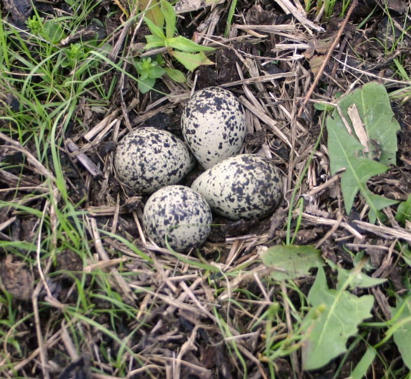 kildeer eggs