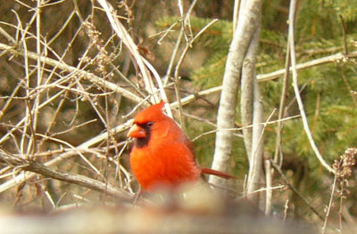 1 Male Cardinal