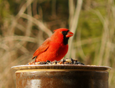 Male Cardinal Justa sittin