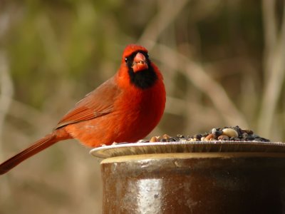 Male Cardinal 4