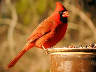 Male Cardinal 3