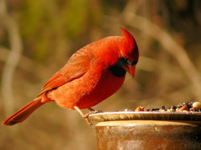 Male Cardinal 2
