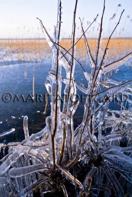 Icicles and reeds