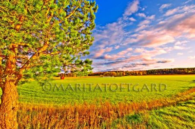 Fields in Sweden