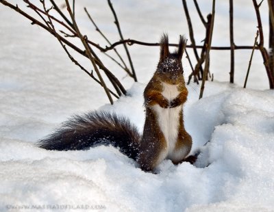 The freezing squirrel...