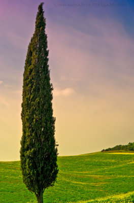 Cypress, Cupressus sempervirens, in Tuscany Italy