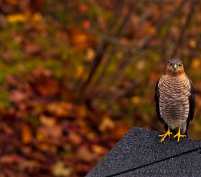  Northern Goshawk,  Accipiter gentilis