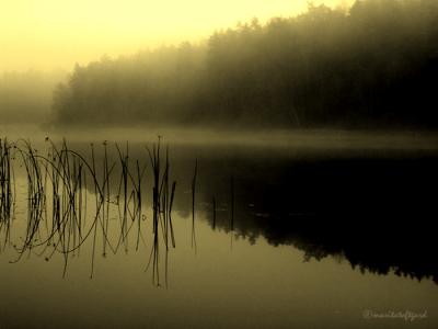 misty lake, sweden