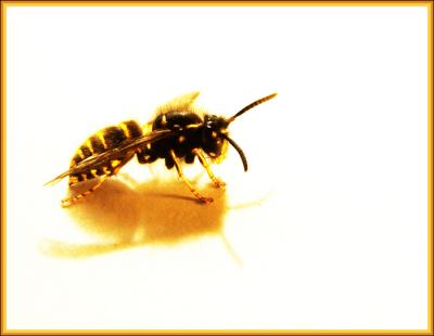 wasp, vespula vulgaris