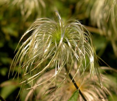 clematis seedhead
