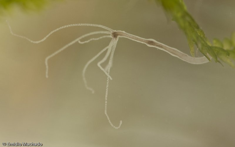 Hydra vulgaris