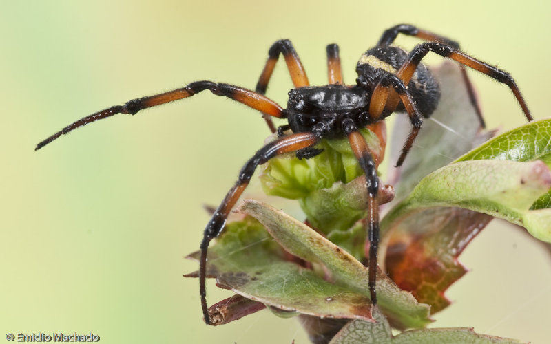 Steatoda paykulliana_EM-94333.jpg