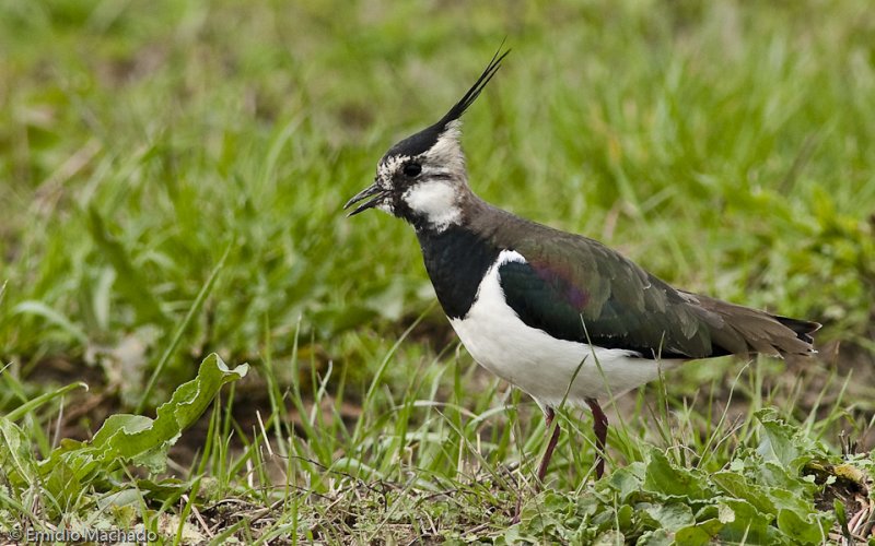 Vanellus vanellus _EM-0086878.jpg