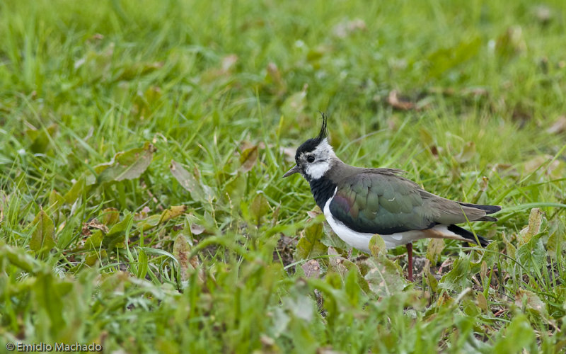Vanellus vanellus _EM-0086825.jpg