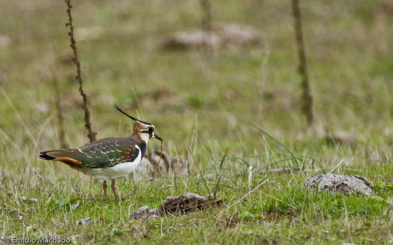 Vanellus vanellus _EM-0558606.jpg