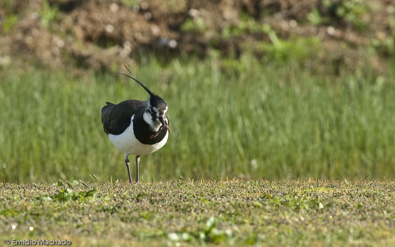 Vanellus vanellus _EM-90704.jpg