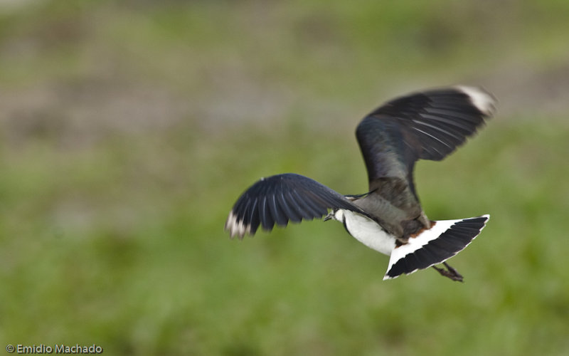 Vanellus vanellus _EM-0086896.jpg
