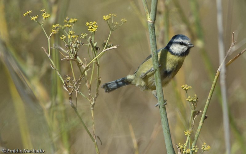 Parus caeruleus EM-3862.jpg