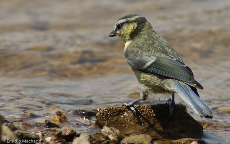 Parus caeruleus EM-0553811.jpg