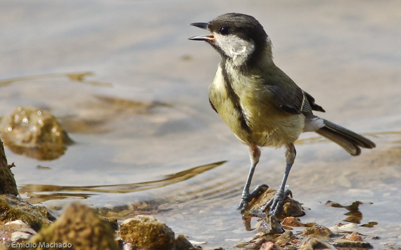 Chapim Real - Parus major