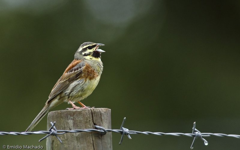 Escrevedeira-de-graganta-preta  -  Emberiza cirlus