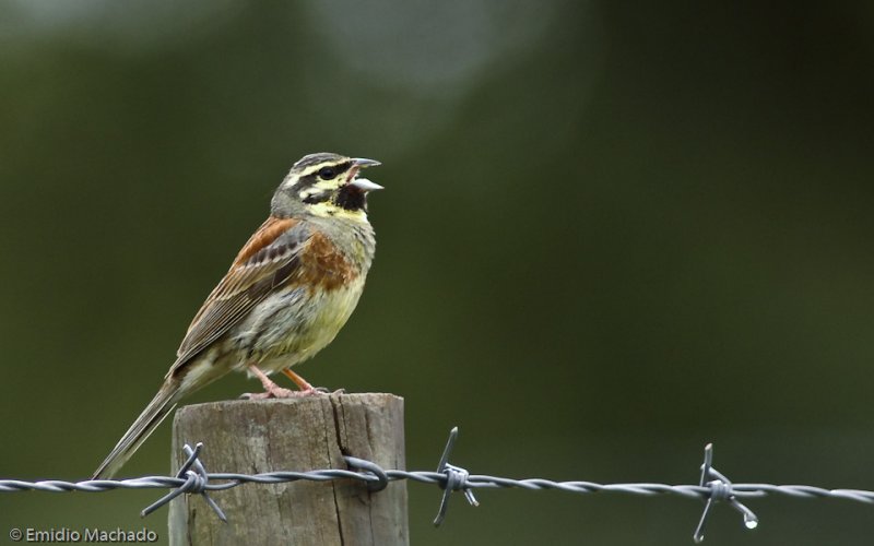 Emberiza cirlus EM-0061208.jpg