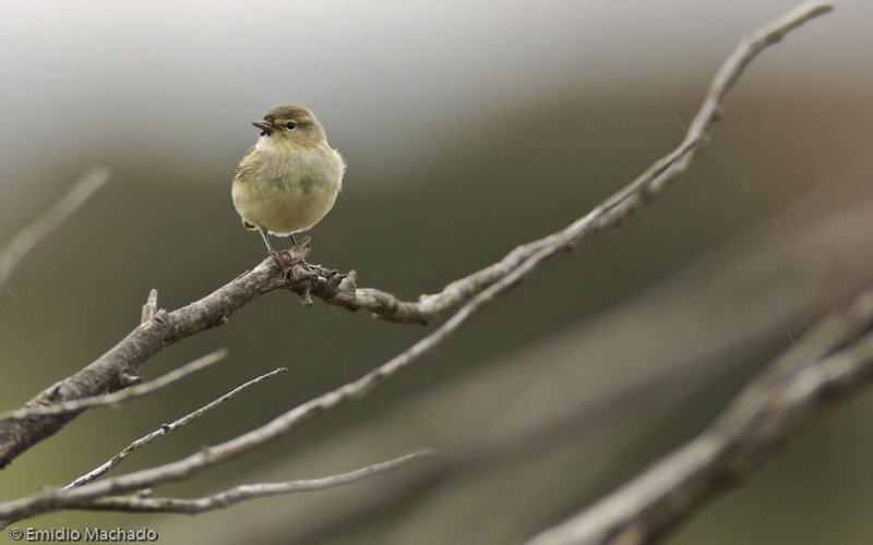 Phylloscopus collybita EM-0062050.jpg