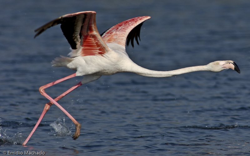 Phoenicopterus roseus EM-0062970.jpg