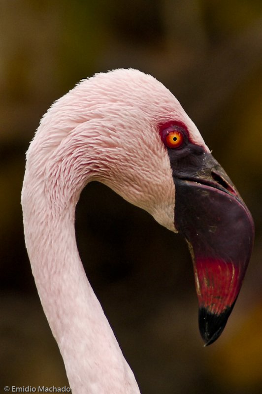 Phoenicopterus minor EM-0060789.jpg