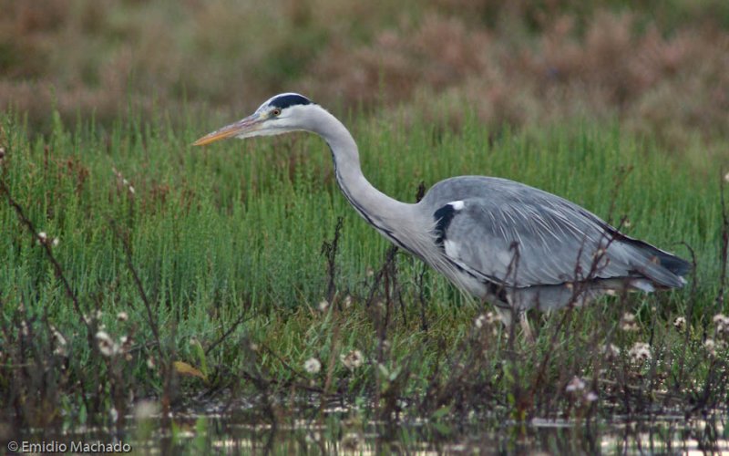 Ardea cinerea EM-9584.jpg