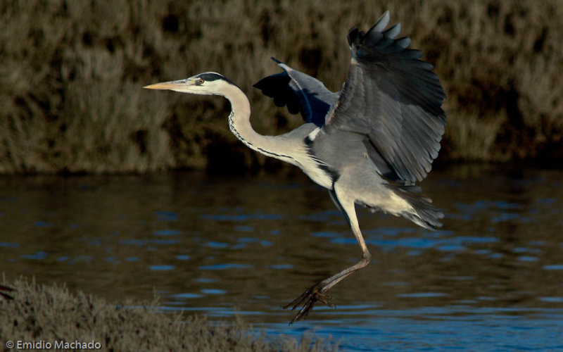 Ardea cinerea EM-5413.jpg