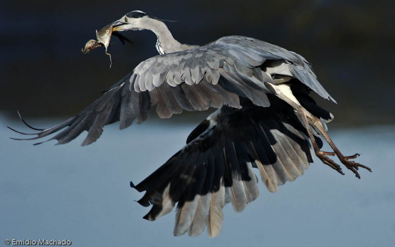 Ardea cinerea EM-0550317.jpg