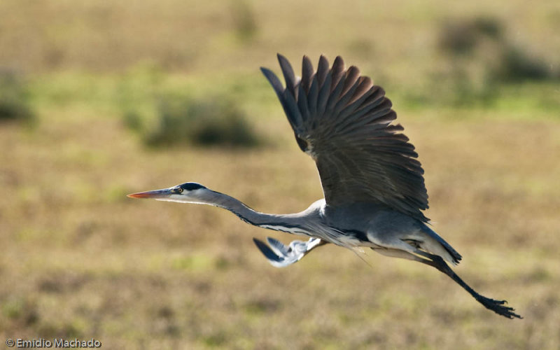 Ardea cinerea EM-90203.jpg