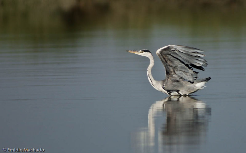 Ardea cinerea EM-0552962.jpg