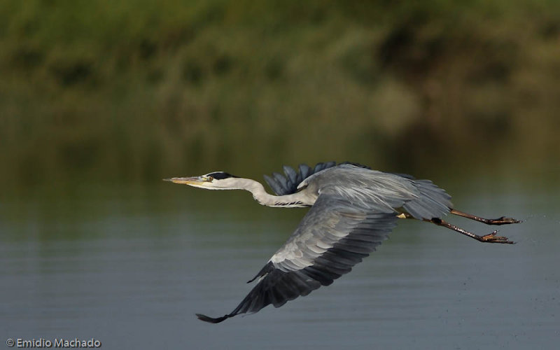 Ardea cinerea EM-0552965.jpg
