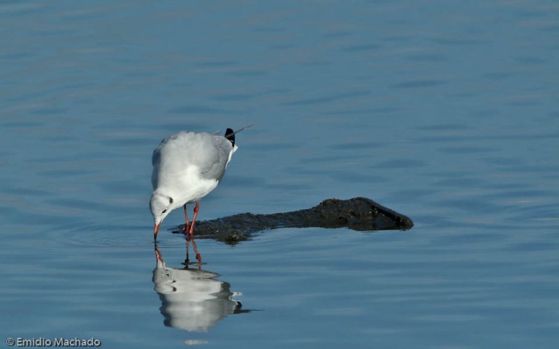 Larus ridibundus EM-5878.jpg