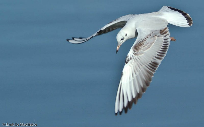 Larus ridibundus EM-3210.jpg