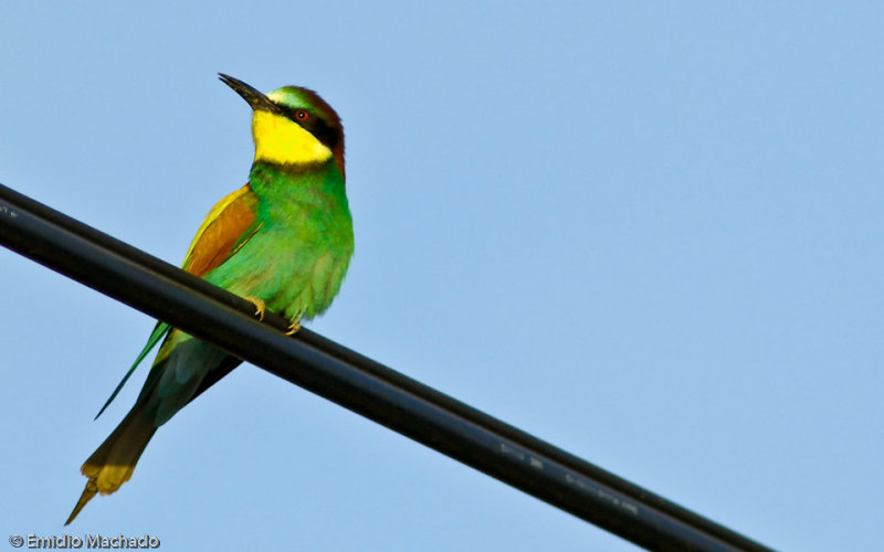 Abelharuco - Merops apiaster