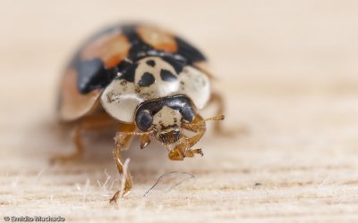  Coleoptera