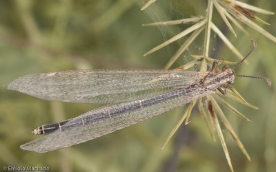 Creoleon lugdunensis