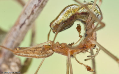  Tetragnathidae