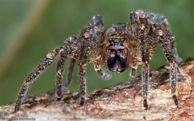 Zoropsis spinimana_EM-0062203.jpg