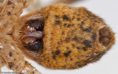 Zoropsis spinimana_EM-99276.jpg