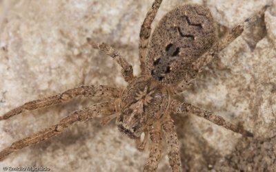 Zoropsis spinimana_EM-95901.jpg
