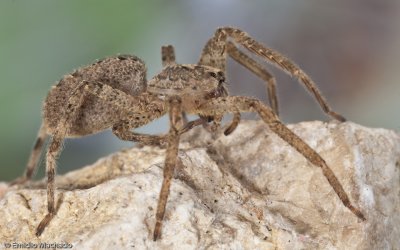 Zoropsis spinimana_EM-95907.jpg